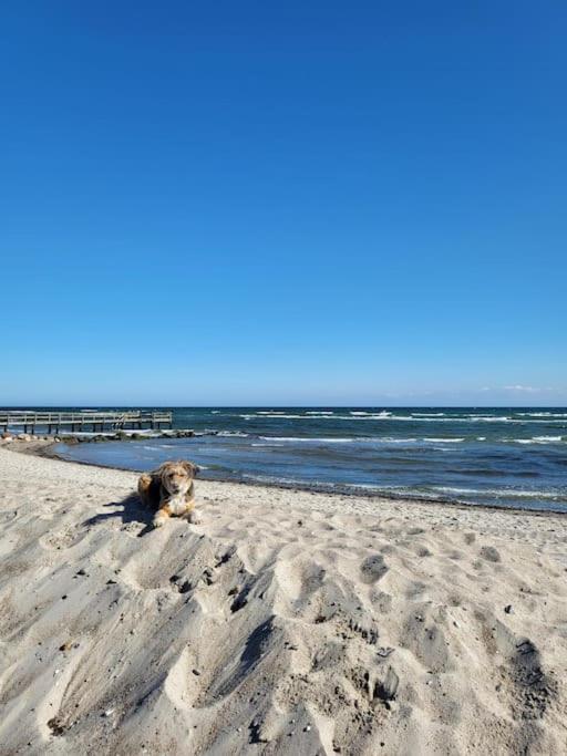 Ruhige Terrassenwohnung In Strandnaehe Fuer 4 Personen *